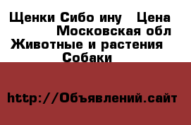 Щенки Сибо ину › Цена ­ 50 000 - Московская обл. Животные и растения » Собаки   